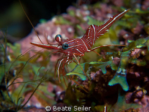 Durban Hinge-beak Shrimp, Canon G10 UCL165 by Beate Seiler 